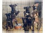 American Pit Bull Terrier-German Shepherd Dog Mix PUPPY FOR SALE ADN-574984 -