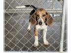 Beagle PUPPY FOR SALE ADN-575223 - 6 mo Small Purebred Beagle Puppy