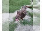 Labrador Retriever DOG FOR ADOPTION ADN-574909 - Belle