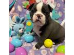 Boston Terrier Puppy for sale in Landrum, SC, USA