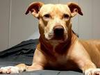 Adopt Tina a American Staffordshire Terrier