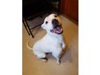 Adopt Abbie a Whippet, American Staffordshire Terrier