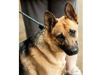 Adopt Maya a German Shepherd Dog