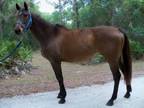Adopt SUMMERTIME GROOVE a Thoroughbred