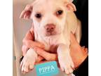 Adopt Pippa a Pit Bull Terrier