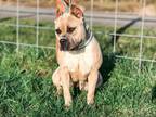 Adopt Sunny a American Staffordshire Terrier