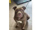 Adopt Nelson a Pit Bull Terrier