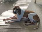 Adopt Bruno a English Coonhound