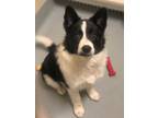 Adopt Scout a Border Collie