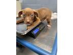 Adopt Mooney a Pit Bull Terrier, Hound