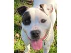 Adopt Malloy a Pit Bull Terrier