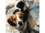 Adopt Toby (Bonded with Tipper) a Beagle, Hound