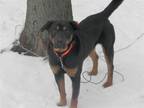 Adopt Hank a Rottweiler, German Shepherd Dog