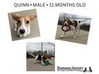 Adopt Quinn a Beagle