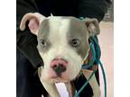 Adopt PERCY a Boxer, Pit Bull Terrier