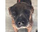 Adopt Winston a Pit Bull Terrier, Catahoula Leopard Dog