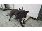 Adopt Liam a Pit Bull Terrier, Mixed Breed
