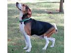 Adopt Bradley a Treeing Walker Coonhound