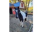 Adopt Cookie a Pony