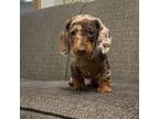 Dachshund Puppy for sale in Trenton, MO, USA
