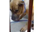Adopt Frank a Chow Chow, Mixed Breed
