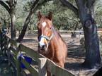 Adopt Mambo Appeal A Thoroughbred