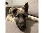 Adopt Peach a Black English Shepherd / Mixed dog in Buffalo, MN (37647460)