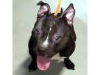 Adopt Juliet a American Pit Bull Terrier / Mixed dog in Des Moines