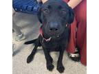 Adopt Shadow a Labrador Retriever / Mixed dog in Des Moines, IA (37647402)