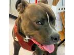 Adopt Webster (ID# A0052237596) a Black Pit Bull Terrier / Mixed dog in Oakland