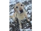 Adopt Gerald a Labrador Retriever / Mixed dog in Lincoln, NE (37647395)