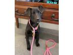 Adopt Francine a Labrador Retriever / Mixed dog in Lincoln, NE (37647388)