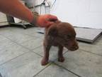 Adopt Loretta a Brown/Chocolate Labrador Retriever dog in Weatherford
