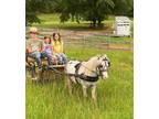 Miniature stallion cart Trained and Gentle with Kids