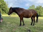 Draft cross, Experienced trail horse, Excellent shape, Friendly personality