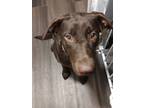 Adopt Bella a Brown/Chocolate Labrador Retriever / Mixed dog in Fairborn