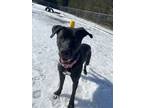 Adopt Vinnie a Black Mixed Breed (Large) / Mixed dog in Wisconsin Rapids