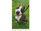 Adopt Diesel a Brown/Chocolate American Pit Bull Terrier / Mixed dog in