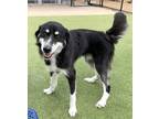 Adopt Wednesday a Black Husky / Border Collie / Mixed dog in Burleson