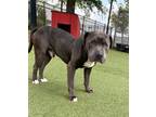 Adopt Bronco a Gray/Blue/Silver/Salt & Pepper American Pit Bull Terrier / Mixed