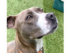 Adopt Diesel a Brindle American Pit Bull Terrier / Mixed dog in Burleson