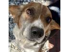 Adopt Snoopy a Brown/Chocolate - with White Beagle / Mixed dog in Spring Lake