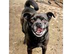 Adopt Herb (ID# A0052259213) a Black Pug / Mixed dog in Oakland, CA (37639968)