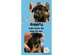 Adopt Boppity a Black - with Tan, Yellow or Fawn Border Collie / German Shepherd