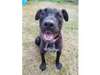 Adopt Zinger a Cattle Dog, Pit