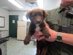 Adopt Cutie Pie a Brown/Chocolate Labrador Retriever dog in Weatherford