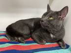 Adopt Florian a Gray or Blue Domestic Shorthair / Mixed (short coat) cat in