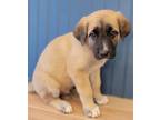 Adopt Croissant a Tan/Yellow/Fawn - with Black Belgian Malinois / Great Pyrenees