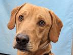 Adopt Hector a Tan/Yellow/Fawn Labrador Retriever / Mixed dog in Coon Rapids