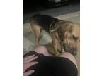 Adopt Tucker a Black - with Tan, Yellow or Fawn Black and Tan Coonhound / German